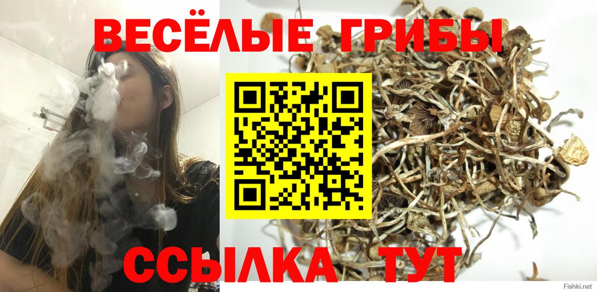 Псилоцибиновые грибы Cubensis  Галлюциногенные грибы прущие грибы  Вход с VPN  Североморск 